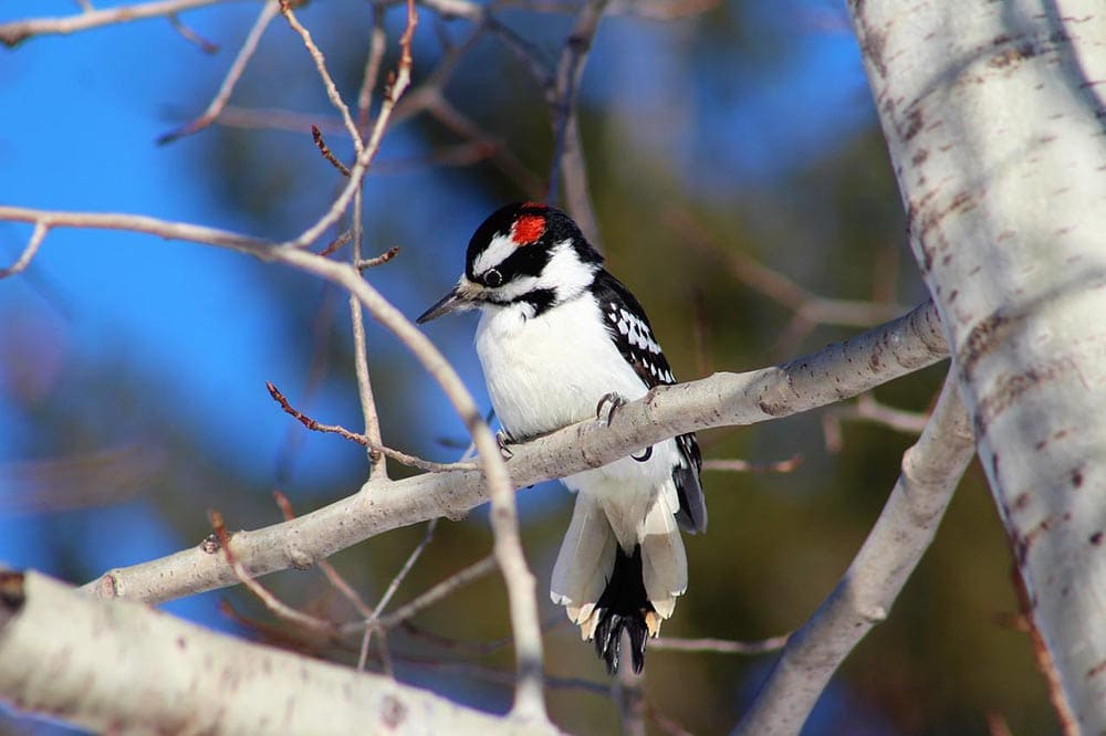 Hairy Woodpecker perched on a tree
