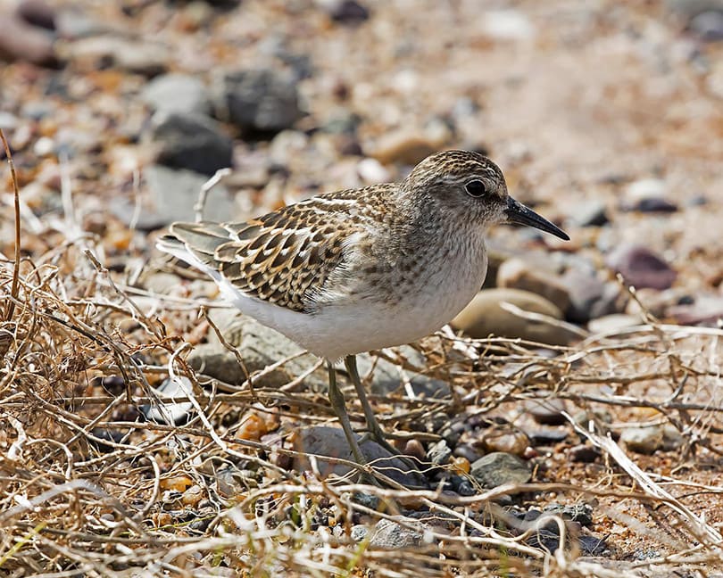 Least Sandpiper