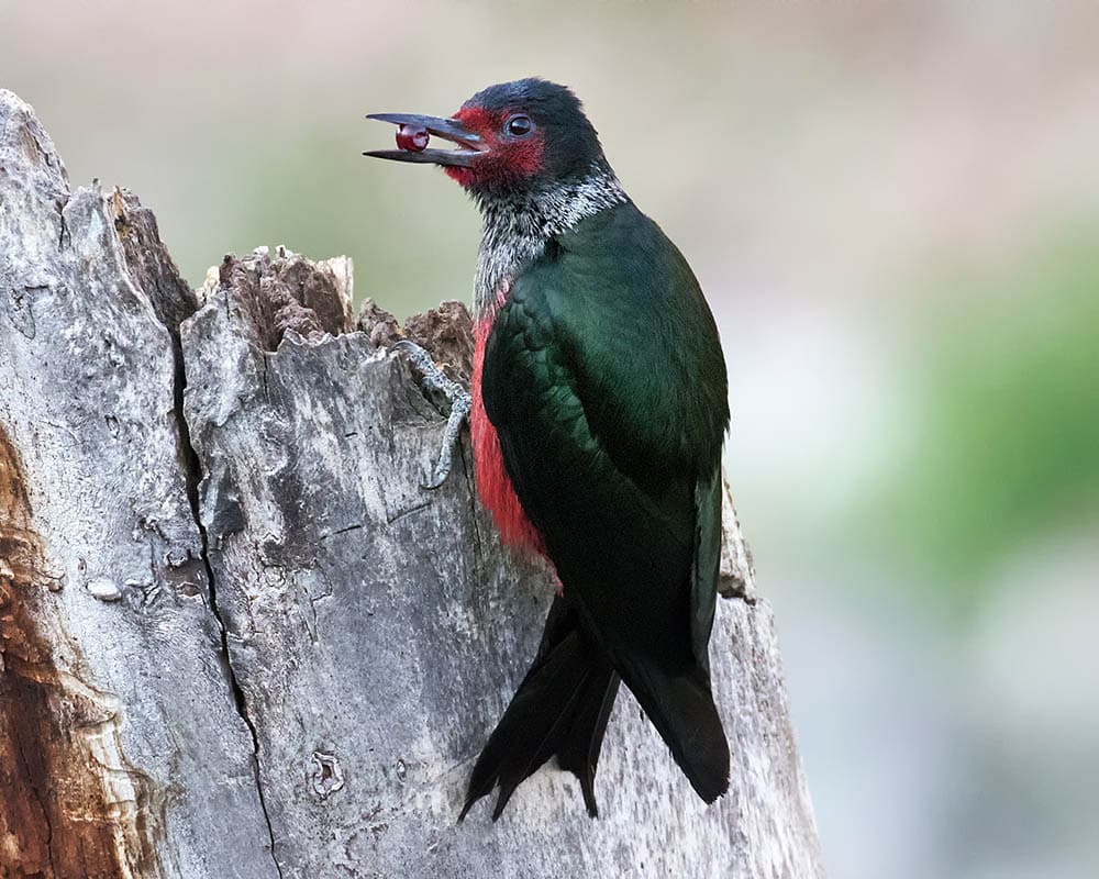 Lewis's Woodpecker with an acorn