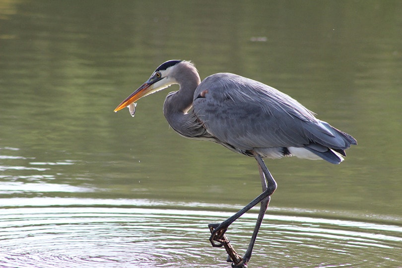 Little Blue Heron
