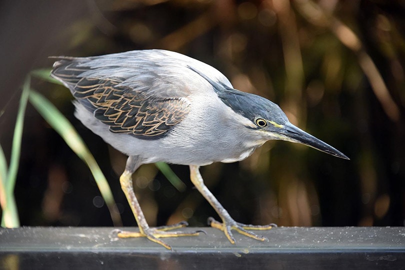 Striated Heron