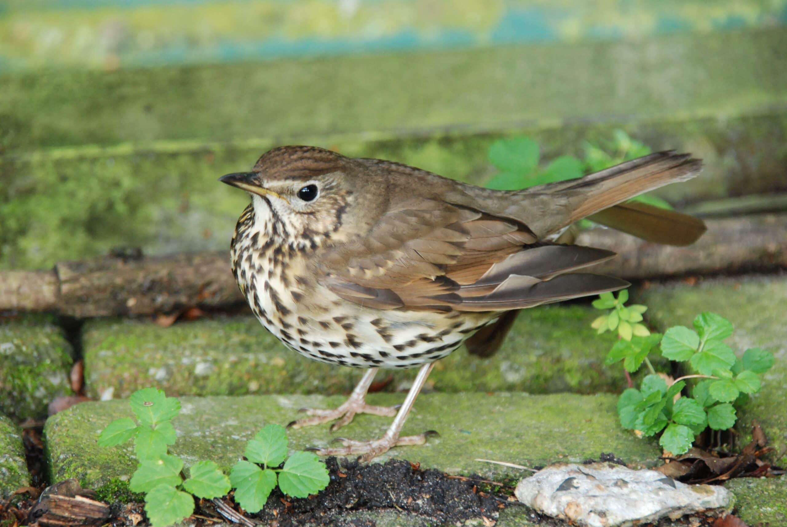 Swainson Thrush