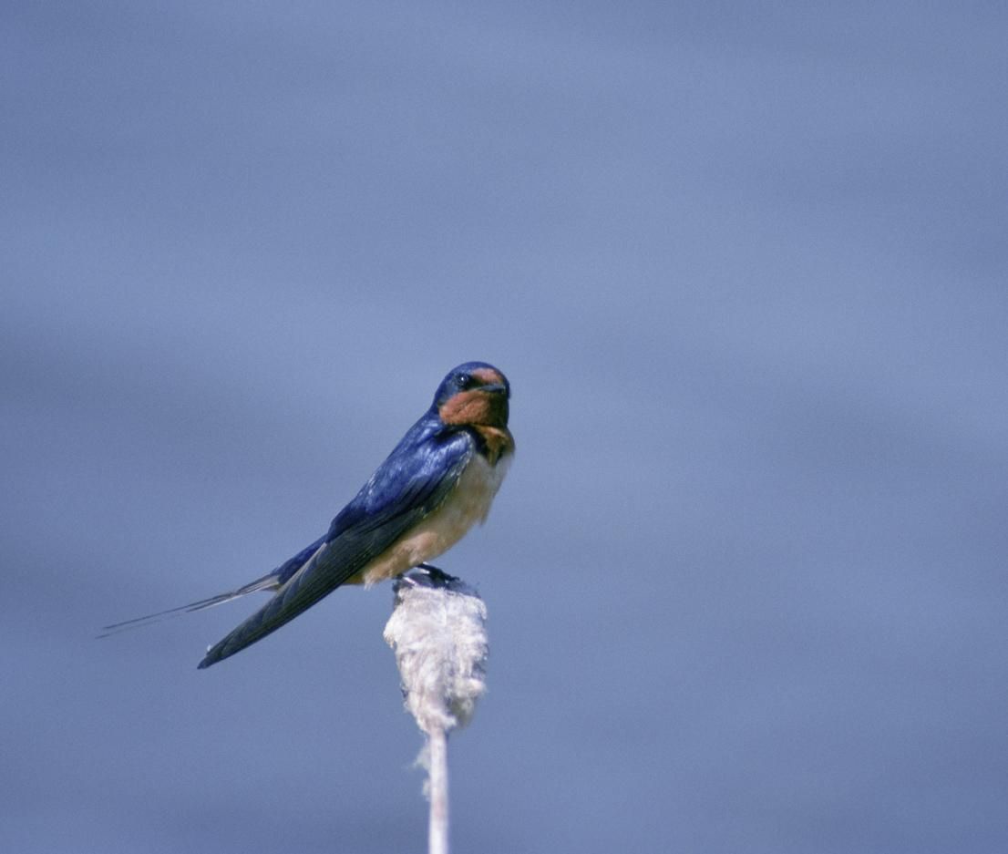 Violet Green Swallow