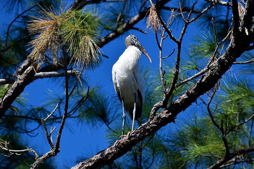 Wood Stork