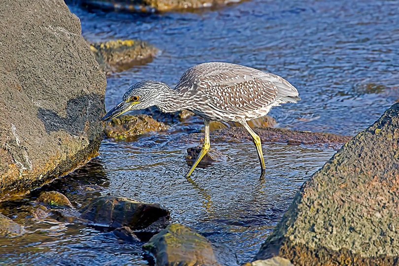 Yellow-Crowned Night Heron