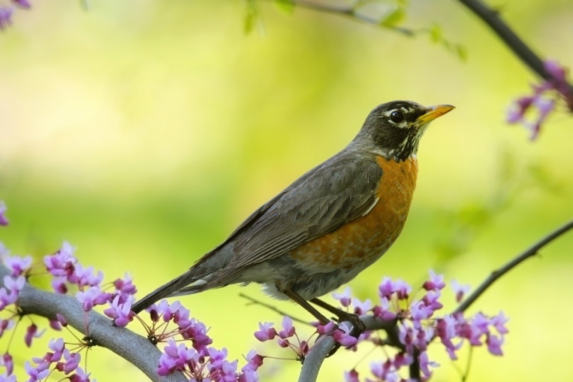 american robin bird perching