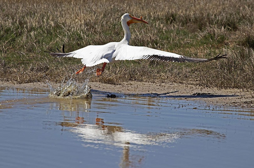 american white pelican bird flying out of the river