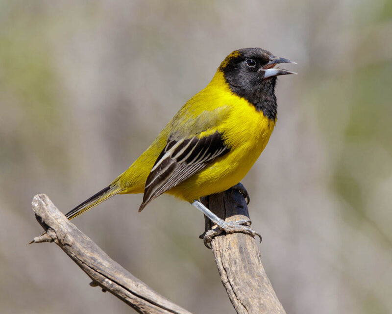 Audubons Oriole perched on a tree