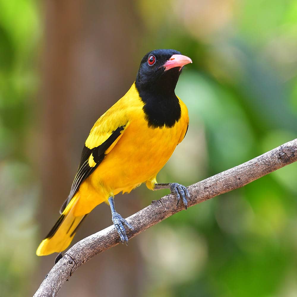 Black-hooded Oriole perched on a branch