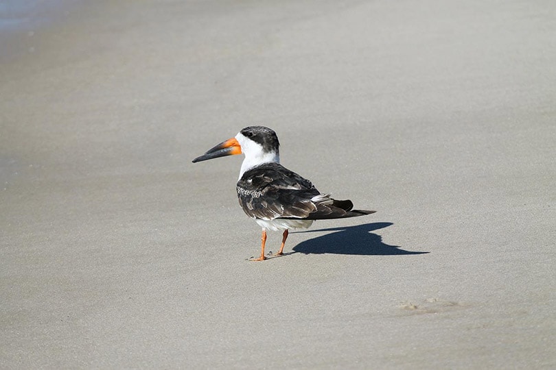 black skimmer bird on the sand