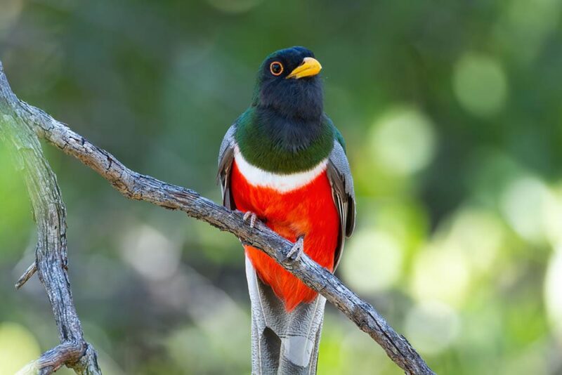 Brightly Colored Elegant Trogon perched