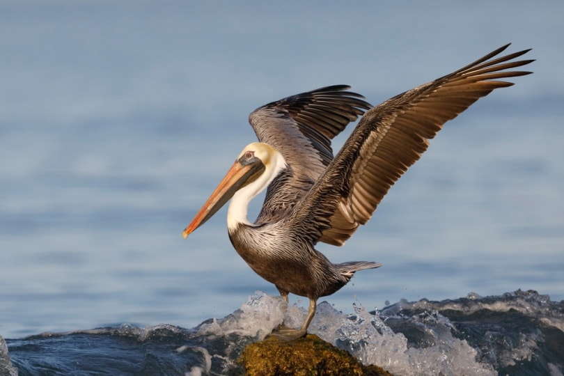 brown pelican