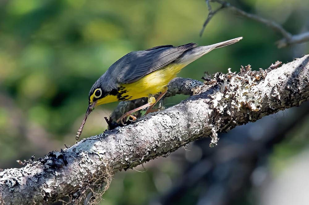 canada warbler perched on a tree