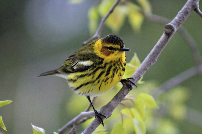 cape may warbler perched on a bench