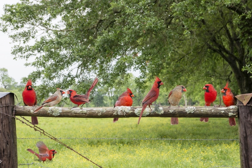 cardinal birds perching