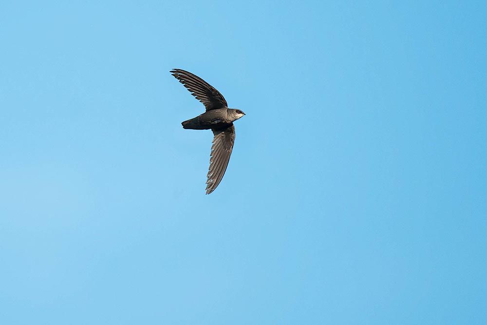 Chimney Swift in flight