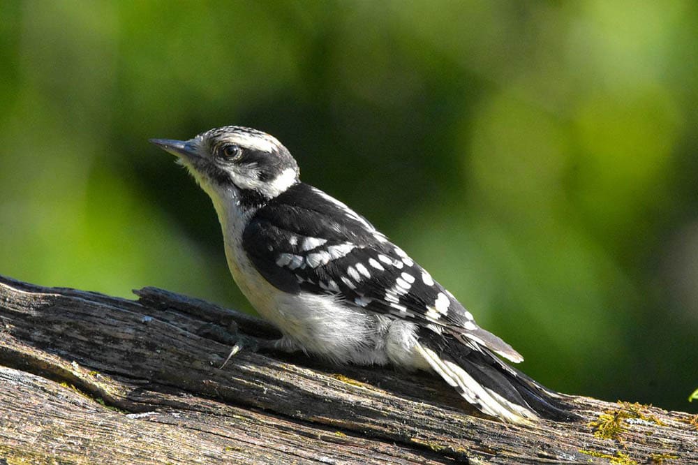 downy woodpecker perched on a branch