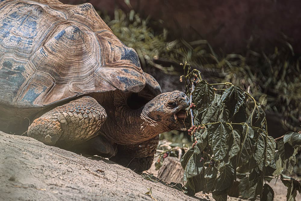 dutch angle of a turtle eating leaves