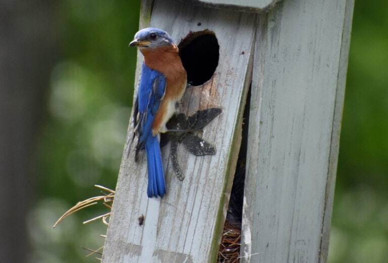 Where to Place Bluebird Houses (7 Ideal Locations) - Optics Mag