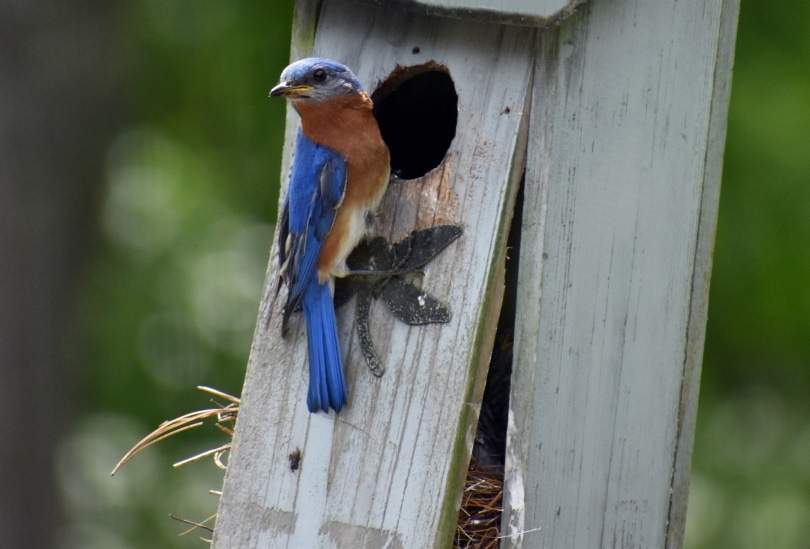 Where to Place Bluebird Houses (7 Ideal Locations) - Optics Mag
