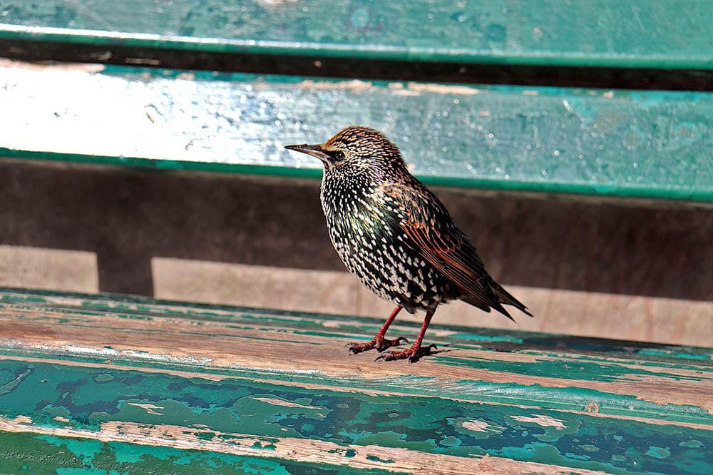european starling perched on a bench