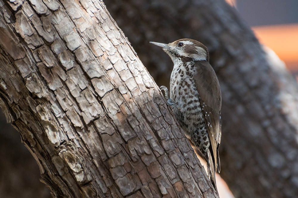 female Arizona Woodpecker perched