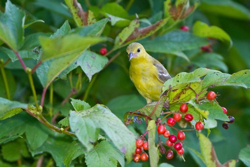 female Orchard Oriole in the tree