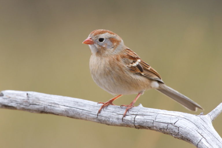15 Common Types of Sparrows in Missouri (With Pictures) Optics Mag