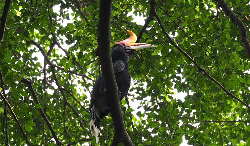great hornbill perching on a tree