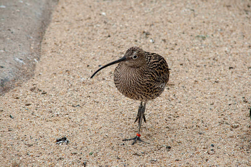 great spotted kiwi on the sea shore