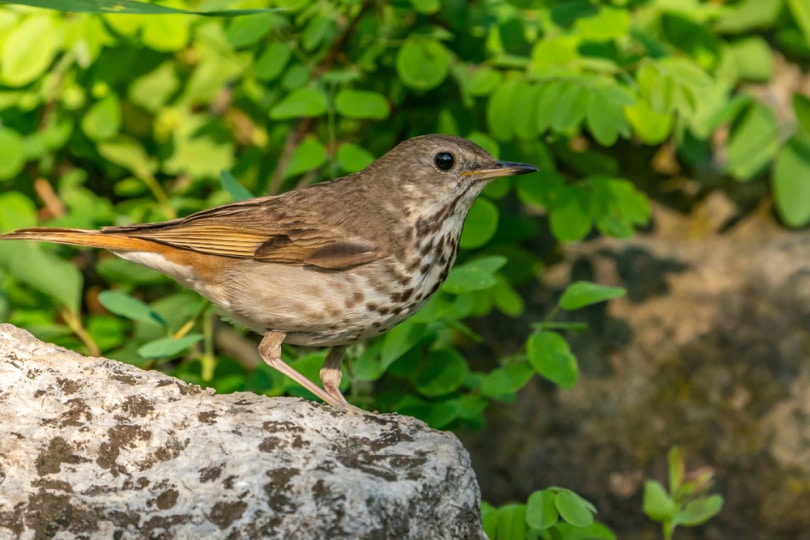 hermit thrush bird on the rock