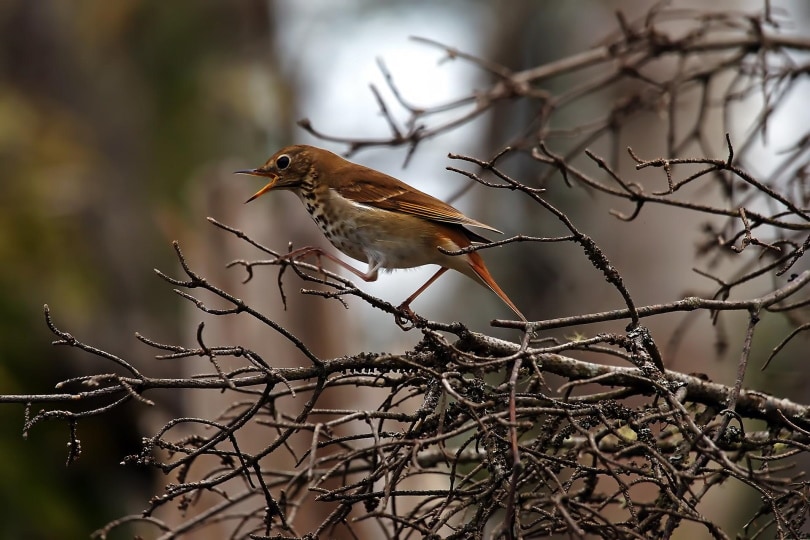 hermit thrush