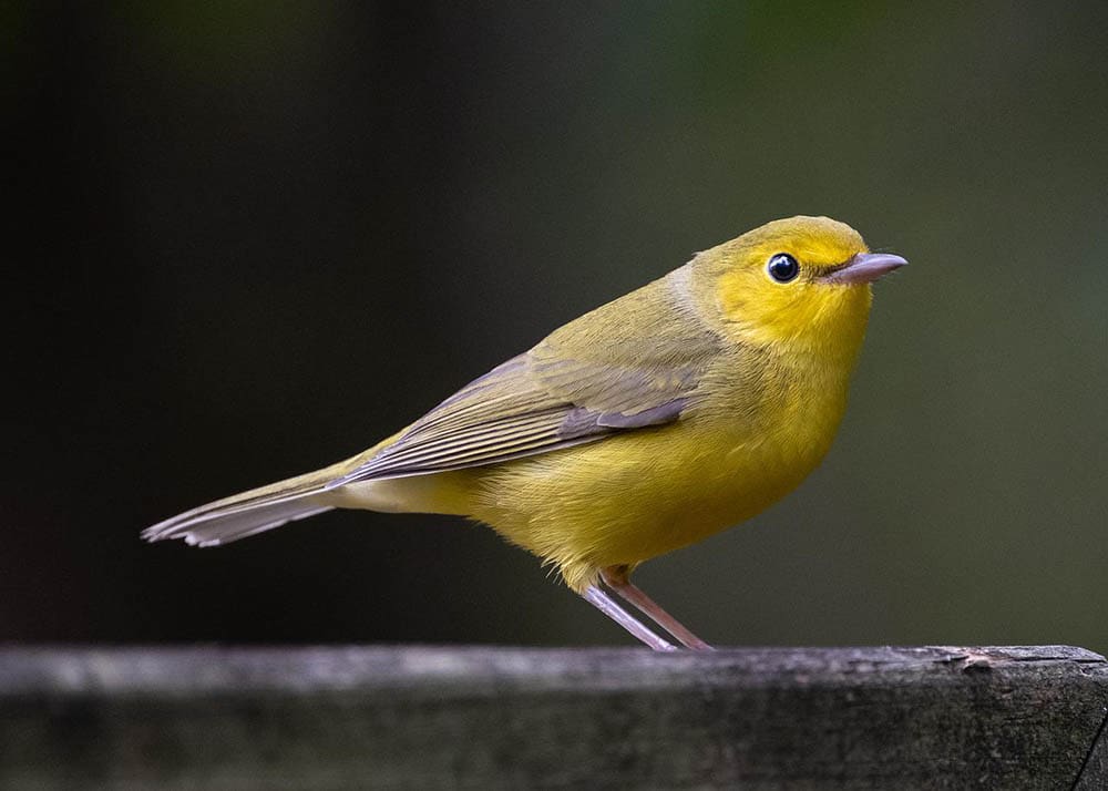 hooded warbler perched
