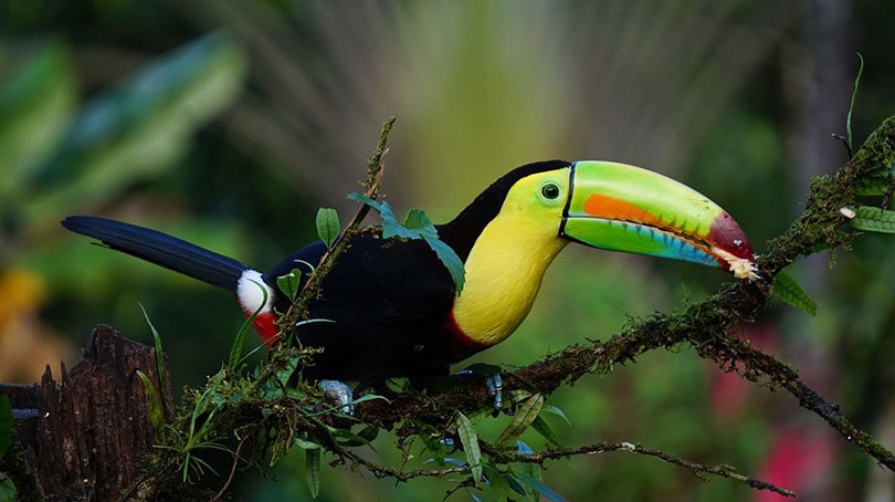 keel-billed toucan bird perching on a tree branch