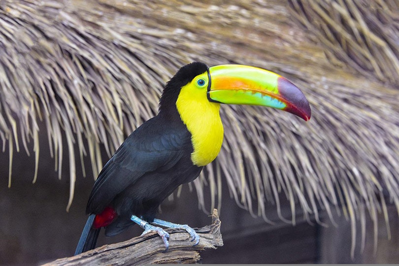 keel-billed toucan bird perching on a trunk
