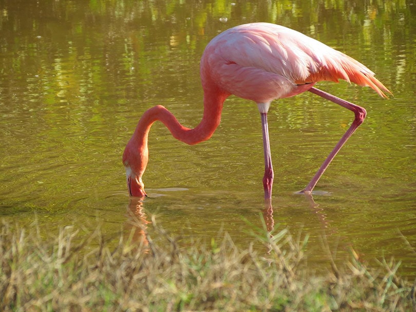 lesser flamingo bird in the river