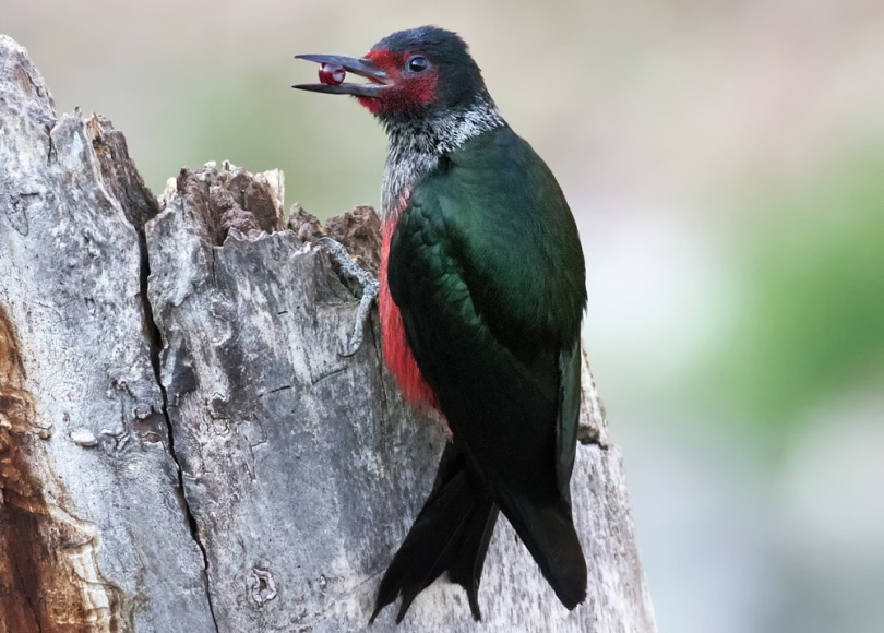 10 Species of Woodpeckers In Utah (with Pictures) Optics Mag