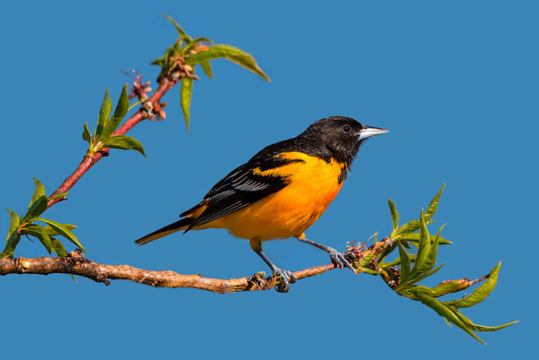 9 Types of Black Birds in Virginia (With Pictures) Optics Mag