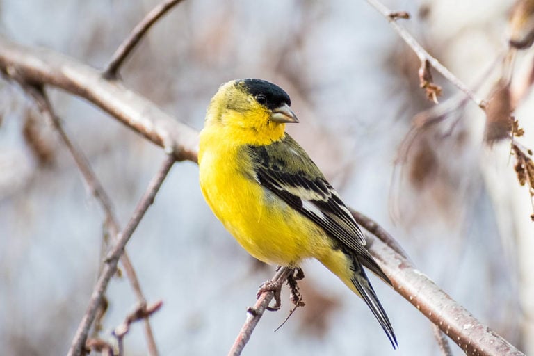 Lesser Goldfinch vs. American Goldfinch: How to Tell the Difference