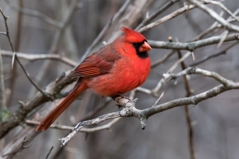 male northern cardinal perching