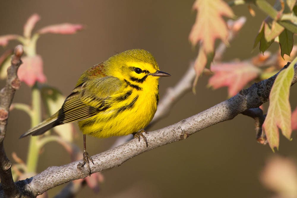 male Prairie Warbler