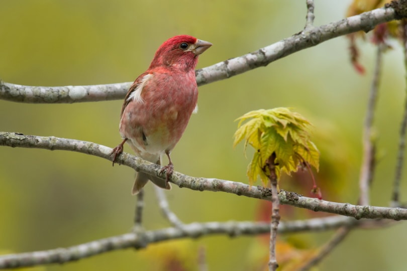 What Is New Hampshire’s State Bird? How Was It Decided? Optics Mag