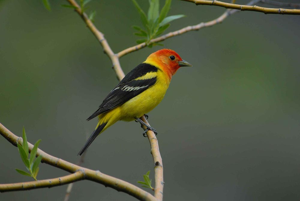 male western tanager perched