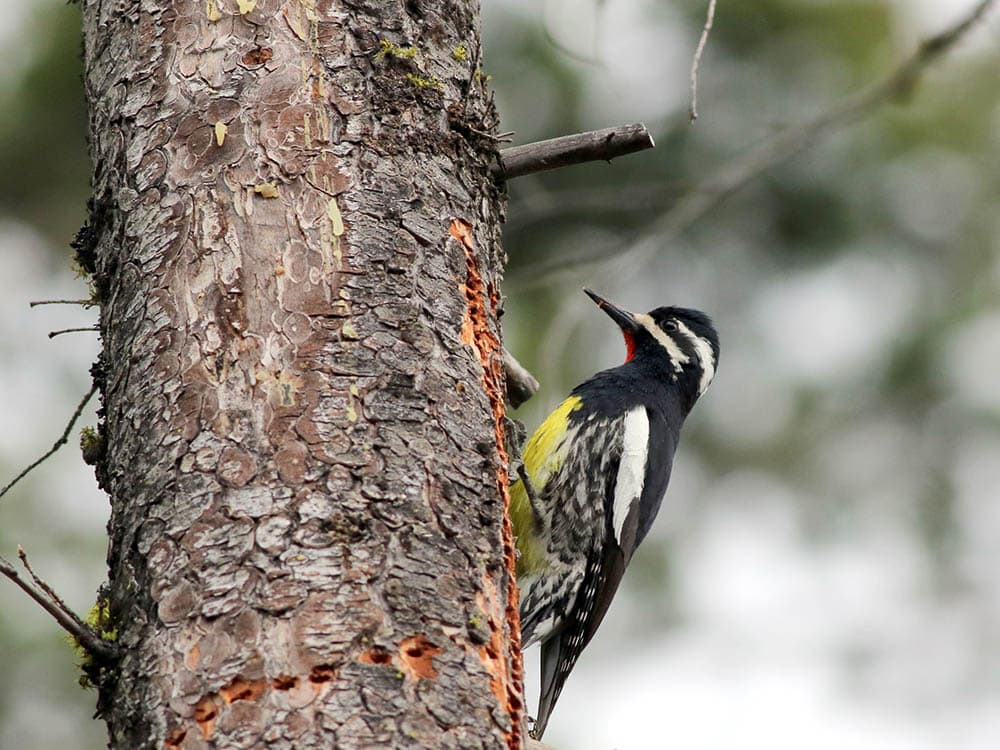 Male Williamson's Sapsucker on a tree