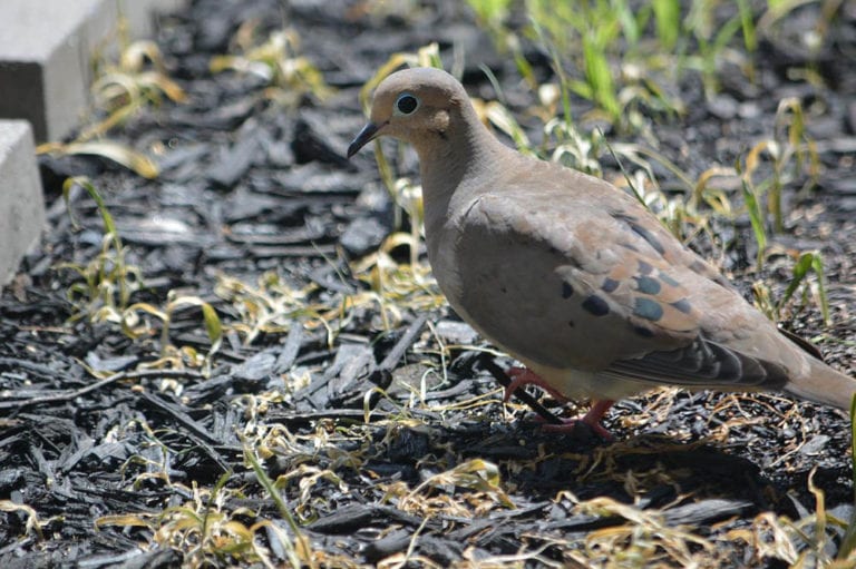 Why Do Mourning Doves Chase Each Other? What You Need to Know! Optics Mag