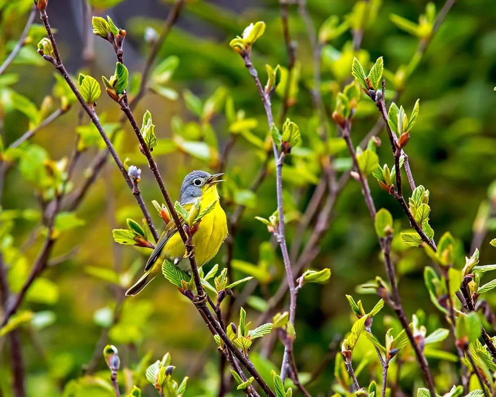 nashville warbler on a tree
