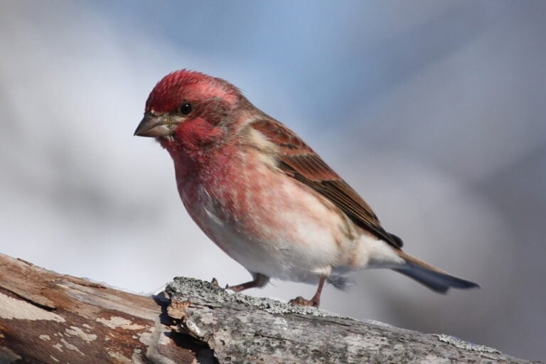 What Is New Hampshire’s State Bird? How Was It Decided? Optics Mag