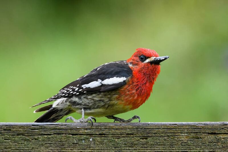 red breasted sapsucker perched on a fence