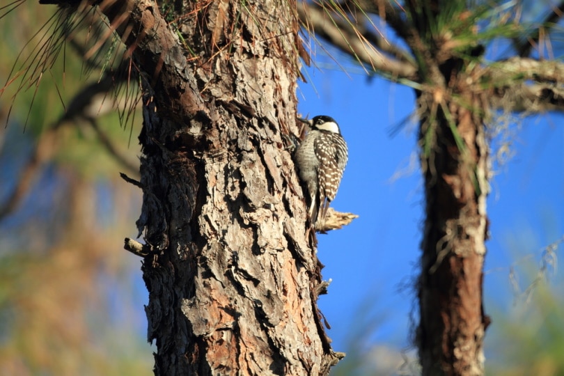 red cockaded woodpecker
