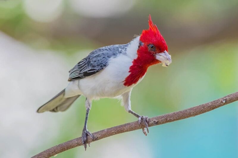 Red-crested Cardinal perched on a branch